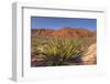 Nevada. Red Rock Canyon. Mojave Yucca Amidst the Desert Landscape-Brent Bergherm-Framed Photographic Print