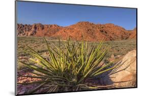 Nevada. Red Rock Canyon. Mojave Yucca Amidst the Desert Landscape-Brent Bergherm-Mounted Photographic Print