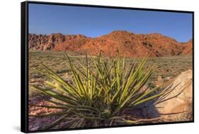 Nevada. Red Rock Canyon. Mojave Yucca Amidst the Desert Landscape-Brent Bergherm-Framed Stretched Canvas