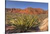 Nevada. Red Rock Canyon. Mojave Yucca Amidst the Desert Landscape-Brent Bergherm-Stretched Canvas