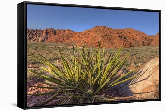 Nevada. Red Rock Canyon. Mojave Yucca Amidst the Desert Landscape-Brent Bergherm-Framed Stretched Canvas