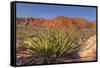 Nevada. Red Rock Canyon. Mojave Yucca Amidst the Desert Landscape-Brent Bergherm-Framed Stretched Canvas