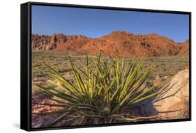 Nevada. Red Rock Canyon. Mojave Yucca Amidst the Desert Landscape-Brent Bergherm-Framed Stretched Canvas