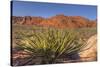 Nevada. Red Rock Canyon. Mojave Yucca Amidst the Desert Landscape-Brent Bergherm-Stretched Canvas