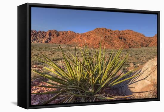 Nevada. Red Rock Canyon. Mojave Yucca Amidst the Desert Landscape-Brent Bergherm-Framed Stretched Canvas