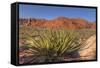 Nevada. Red Rock Canyon. Mojave Yucca Amidst the Desert Landscape-Brent Bergherm-Framed Stretched Canvas