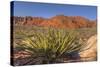 Nevada. Red Rock Canyon. Mojave Yucca Amidst the Desert Landscape-Brent Bergherm-Stretched Canvas