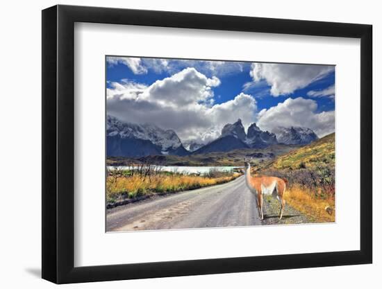 Neverland Patagonia. Lake Pehoe, Graceful Guanaco on Gravel Road. Away in the Clouds - the Cliffs O-kavram-Framed Photographic Print