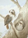 Kookaburras Feeding at a Nest in a Tree, 1892-Neville Henry Peniston Cayley-Framed Stretched Canvas