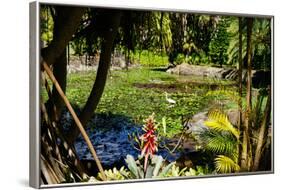 Nevis Botanical Garden, Nevis, St. Kitts and Nevis-Robert Harding-Framed Photographic Print