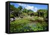 Nevis Botanical Garden, Nevis, St. Kitts and Nevis-Robert Harding-Framed Stretched Canvas