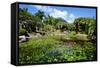 Nevis Botanical Garden, Nevis, St. Kitts and Nevis-Robert Harding-Framed Stretched Canvas