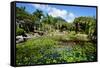 Nevis Botanical Garden, Nevis, St. Kitts and Nevis-Robert Harding-Framed Stretched Canvas