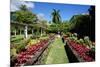 Nevis Botanical Garden, Nevis, St. Kitts and Nevis-Robert Harding-Mounted Photographic Print