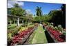 Nevis Botanical Garden, Nevis, St. Kitts and Nevis-Robert Harding-Mounted Photographic Print