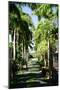 Nevis Botanical Garden, Nevis, St. Kitts and Nevis-Robert Harding-Mounted Photographic Print