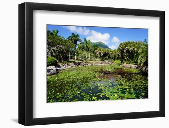 Nevis Botanical Garden, Nevis, St. Kitts and Nevis-Robert Harding-Framed Photographic Print