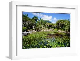 Nevis Botanical Garden, Nevis, St. Kitts and Nevis-Robert Harding-Framed Photographic Print