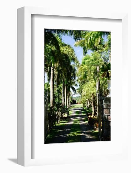 Nevis Botanical Garden, Nevis, St. Kitts and Nevis-Robert Harding-Framed Photographic Print