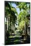 Nevis Botanical Garden, Nevis, St. Kitts and Nevis-Robert Harding-Mounted Photographic Print