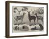 New Animals and Birds in the Zoological Society's Gardens, Regent's Park-Friedrich Wilhelm Keyl-Framed Giclee Print