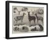 New Animals and Birds in the Zoological Society's Gardens, Regent's Park-Friedrich Wilhelm Keyl-Framed Giclee Print