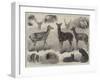 New Animals and Birds in the Zoological Society's Gardens, Regent's Park-Friedrich Wilhelm Keyl-Framed Giclee Print