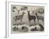 New Animals and Birds in the Zoological Society's Gardens, Regent's Park-Friedrich Wilhelm Keyl-Framed Giclee Print