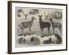 New Animals and Birds in the Zoological Society's Gardens, Regent's Park-Friedrich Wilhelm Keyl-Framed Giclee Print