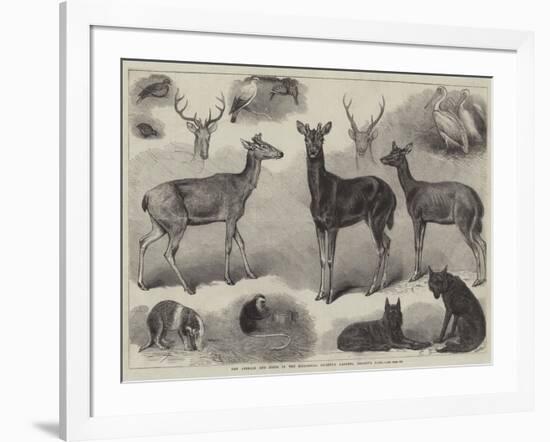 New Animals and Birds in the Zoological Society's Gardens, Regent's Park-Friedrich Wilhelm Keyl-Framed Giclee Print