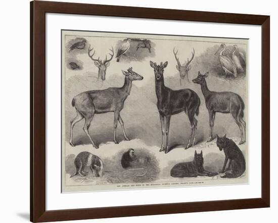 New Animals and Birds in the Zoological Society's Gardens, Regent's Park-Friedrich Wilhelm Keyl-Framed Giclee Print