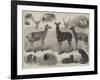 New Animals and Birds in the Zoological Society's Gardens, Regent's Park-Friedrich Wilhelm Keyl-Framed Giclee Print