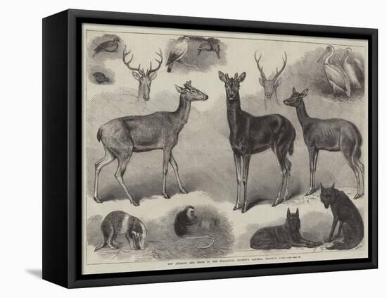 New Animals and Birds in the Zoological Society's Gardens, Regent's Park-Friedrich Wilhelm Keyl-Framed Stretched Canvas