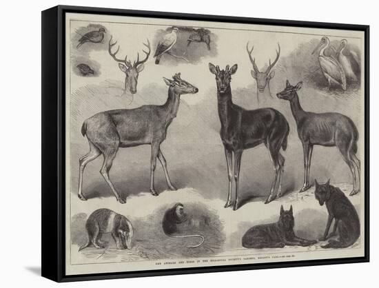 New Animals and Birds in the Zoological Society's Gardens, Regent's Park-Friedrich Wilhelm Keyl-Framed Stretched Canvas