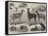 New Animals and Birds in the Zoological Society's Gardens, Regent's Park-Friedrich Wilhelm Keyl-Framed Stretched Canvas