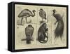 New Animals at Zoological Gardens-Harry Hamilton Johnston-Framed Stretched Canvas