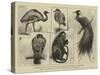 New Animals at Zoological Gardens-Harry Hamilton Johnston-Stretched Canvas