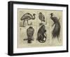 New Animals at Zoological Gardens-Harry Hamilton Johnston-Framed Giclee Print