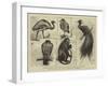 New Animals at Zoological Gardens-Harry Hamilton Johnston-Framed Giclee Print