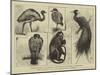 New Animals at Zoological Gardens-Harry Hamilton Johnston-Mounted Giclee Print