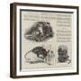 New Arrivals at the Zoo-null-Framed Giclee Print