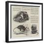 New Arrivals at the Zoo-null-Framed Giclee Print