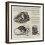 New Arrivals at the Zoo-null-Framed Premium Giclee Print