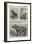 New Arrivals at the Zoological Society's Gardens-Friedrich Wilhelm Keyl-Framed Giclee Print