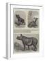 New Arrivals at the Zoological Society's Gardens-Friedrich Wilhelm Keyl-Framed Giclee Print