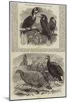 New Arrivals at the Zoological Society's Gardens-Thomas W. Wood-Mounted Giclee Print