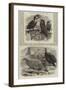 New Arrivals at the Zoological Society's Gardens-Thomas W. Wood-Framed Giclee Print