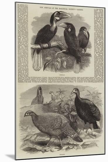 New Arrivals at the Zoological Society's Gardens-Thomas W. Wood-Mounted Giclee Print