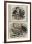 New Arrivals at the Zoological Society's Gardens-Thomas W. Wood-Framed Giclee Print