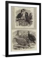 New Arrivals at the Zoological Society's Gardens-Thomas W. Wood-Framed Giclee Print